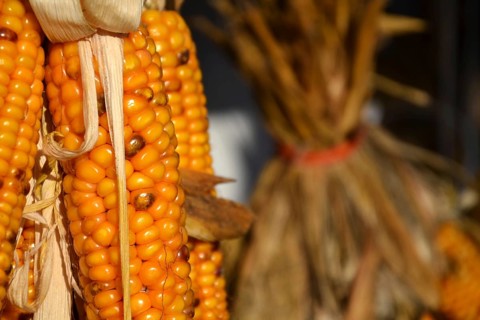 Bundle from yellow corn ears on a house wall closeup Prague Czech republic