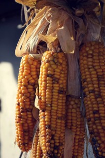 Filtered picture of corn ears on a house wall Prague Czech republic