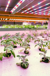 Tomato young plants grow in aquaponics system combining fish aquaculture with hydroponics,
