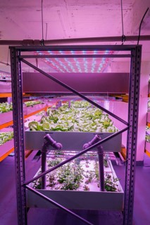 Shelves with lettuce in aquaponics system combining fish aquaculture with hydroponics, cultivating