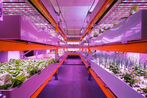 Shelves with lettuce in aquaponics system combining fish aquaculture with hydroponics, cultivating