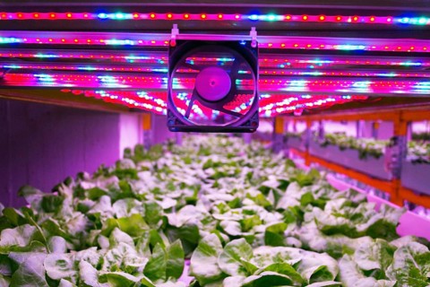 Ventilator and special LED lights belts above lettuce in aquaponics system combining fish
