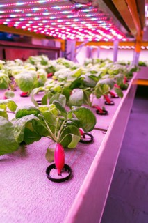 Radish plants grown in aquaponics system combining fish aquaculture with hydroponics, cultivating