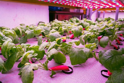 Radish plants grown in aquaponics system combining fish aquaculture with hydroponics, cultivating