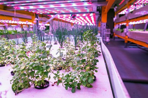 Racks for growing herbs and vegetables under special LED lights belts in aquaponics system