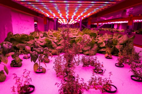 Herbs and vegetables grow under special LED lights belts in aquaponics system combining fish