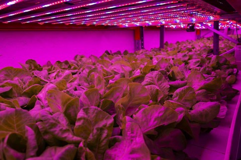Special LED lights shine on lettuce in aquaponics system combining fish aquaculture with