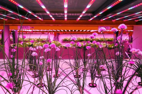 Chives in aquaponics system, fish aquaculture with hydroponics cultivating plants in water under