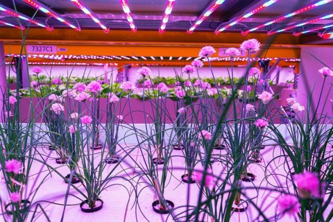 Chives in aquaponics system, combination of fish aquaculture with hydroponics, cultivating plants