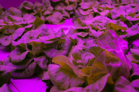 Special LED lights shine on lettuce in aquaponics system combining fish aquaculture with