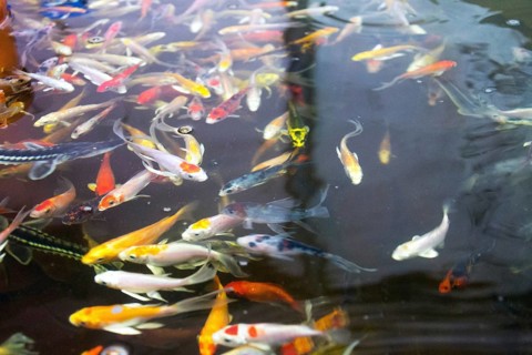 Various fish species in aquaponics system, combination of fish aquaculture with hydroponics,