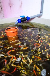 Various fish species in aquaponics system, combination of fish aquaculture with hydroponics,
