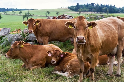 Herd of cows looking at camera and pasture on beautiful green mountain meadow, summer day copy