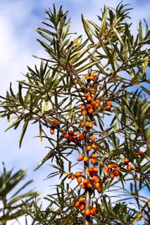 Hippophae rhamnoides known as common sea buckthorn shrub Prague, Czech republic