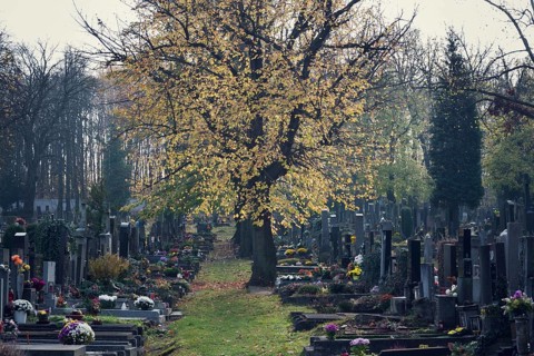 Beautiful tree among graves, autumn on cemetery, Prague, Czech Republic, sunny day, All souls day