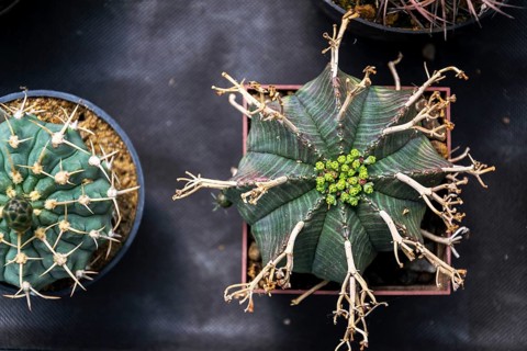 Beautiful thorny green cactus flower plant, flat lay view Prague, Czech republic