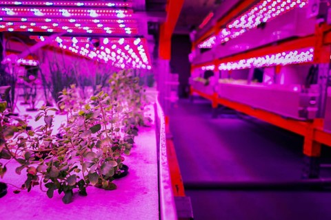 Various herbs and vegetables grow under special LED lights belts in aquaponics system combining