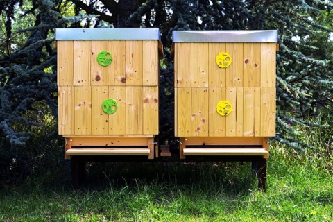 Bees flying into wooden hive on a sunny day Prague Czech republic