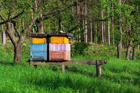 Colorful wooden beehives in beautiful autumn nature, sunny day, orchard and forest in background