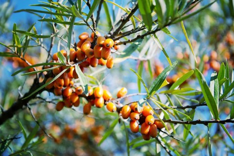 Hippophae rhamnoides female plants with fruit berries detail, common sea buckthorn shrub Prague