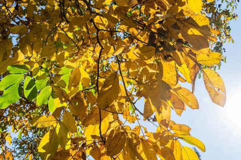 Beautiful bright yellow and green walnut leaves in autumn sunny day, blue sky background, lovely