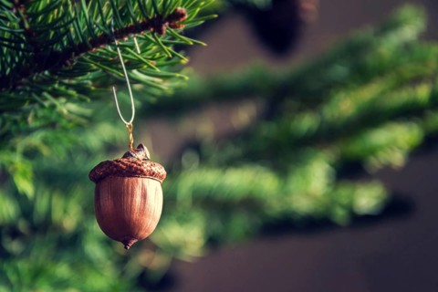 Natural Christmas decoration made from brown acorn hanging on green coniferous spruce tree Prague