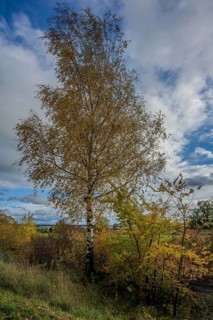 A birch tree stands in an autumn landscape. The foliage is golden yellow and orange, while the sky