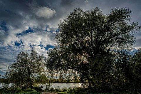 In the middle of the picture, there is a large tree on the riverbank. The sky is cloudy and the