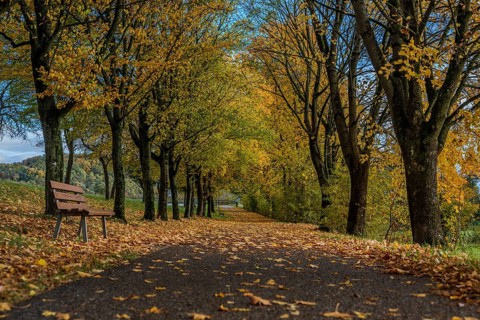 A picturesque trail with colorful autumn trees and a wooden bench. The leaves fall and cover the