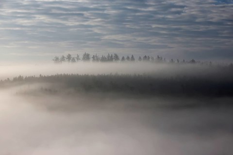 A forest floats in fog like a Fatamorgana in morning light between heaven and earth, autumn,