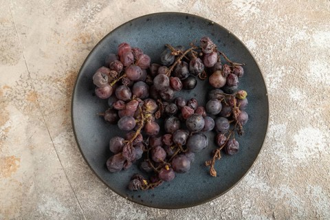 Bunches of rotten and Dry Red wine grapes on blue plate on brown concrete background, harvest,
