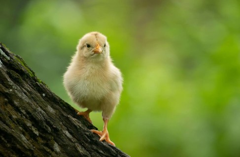 A fluffy baby chicken stands on a tree against a soft green background