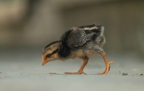 A newborn chicken is looking for food in the yard