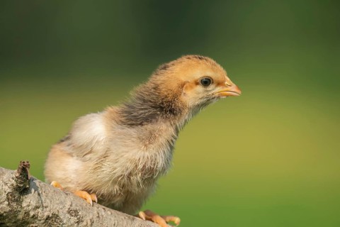Newborn chick sitting on a tree branch