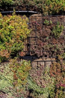 Green plants and grass growing through mesh of galvanized iron wire gabion boxes filled with soil,