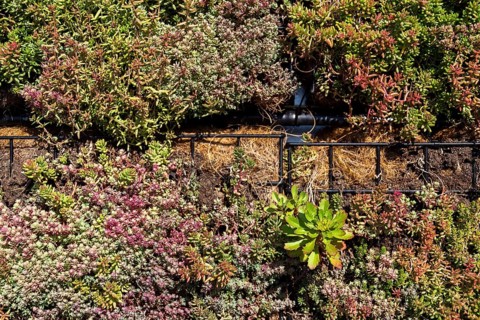 Green plants and grass growing through mesh of galvanized iron wire gabion boxes filled with soil,