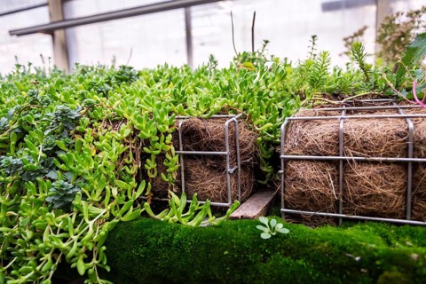 Green plants and grass growing through mesh of galvanized iron wire gabion box filled with soil,