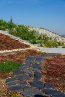 Extensive green ecological living sod roof with root zone waste water sewage treatment plant, sunny