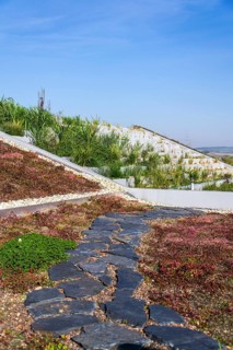 Root zone waste water sewage treatment plant on the extensive green ecological living sod roof