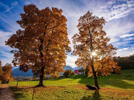 Autumn atmosphere, coloured trees in a meadow with cows, Bischofswiesen, Berchtesgadener Land,