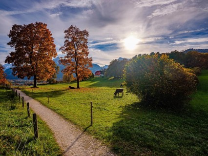 Autumn atmosphere, coloured trees in a meadow with cows, hiking trail in front, Bischofswiesen,