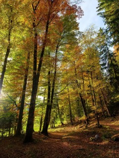 Sunlight in mixed forest, colored in autumn, Bischofswiesen, Berchtesgadener Land, Upper Bavaria,