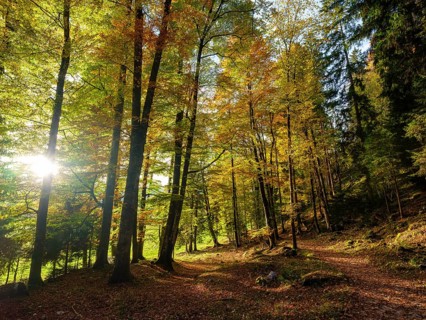 Sunlight in mixed forest, colored in autumn, Bischofswiesen, Berchtesgadener Land, Upper Bavaria,