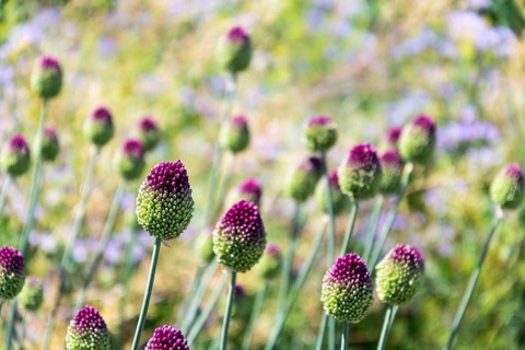 Beautiful purple green blooming round-headed garlic flower, allium sphaerocephalon on blurred