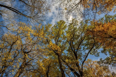 Colourful leaves hang from tall trees in autumn. The sky shows clouds and bright blue. The colors