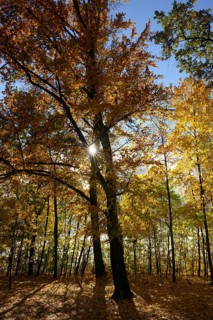 A large tree stands in the forest, surrounded by colorful autumn leaves. The sun shines through the