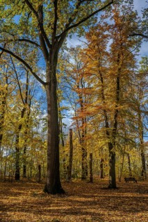 Colourful leaves fall on the ground in a quiet park. Tall trees stand under a clear sky. Autumn