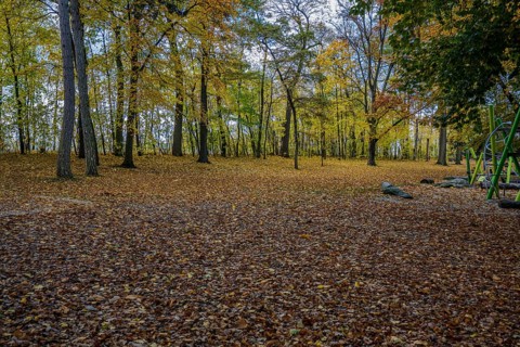 In a park, the trees are decorated with yellow and red leaves. The ground is covered with fallen