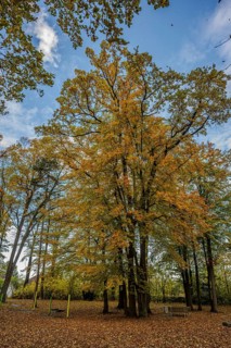A large tree with golden yellow leaves stands in a park. Around it, a carpet of fallen leaves