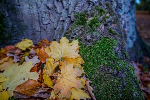 Under a large tree, there are yellow leaves on green moss. The forest shows bright autumn colors in